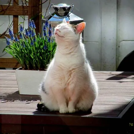 Oda ve Kahvaltı Bij Tante Toos 3*