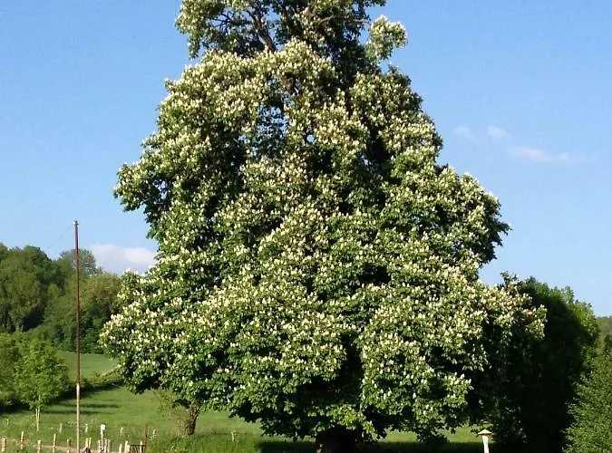 Bij Tante Toos 3* Lemiers